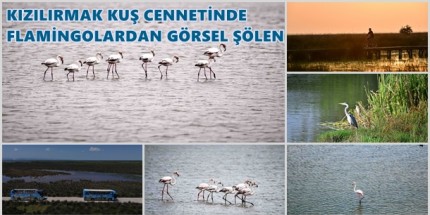 Kızılırmak Deltası Kuş Cenneti’nde Bahar Coşkusu Yaşanıyor